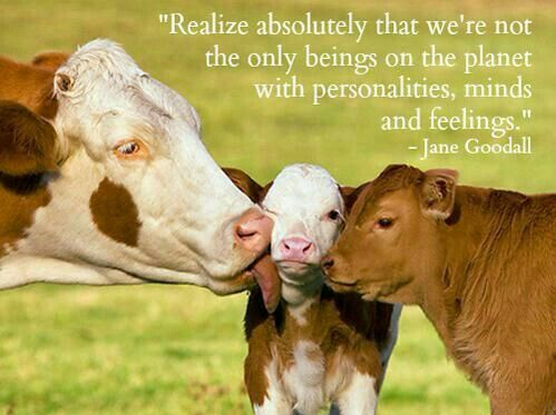 b3c4f1e2a6ed55da1ae4bb3de6ad521e