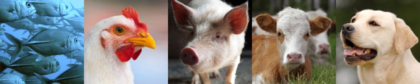 fish-chicken-pig-cow-dog-web